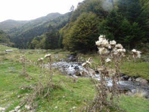 Lac d'Ourrec (49) 